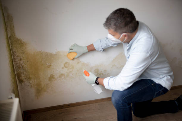 Best Basement Mold Removal  in Hyde Rk, PA